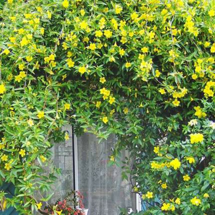 法国香水茉莉盆栽带花爬藤植物四季开花冬季室外庭院阳台耐寒花卉