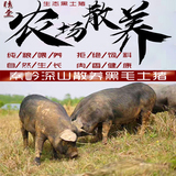 秦岭山原生态黑土猪肉农家散养黑土猪肉排骨（预售）新鲜现杀发货