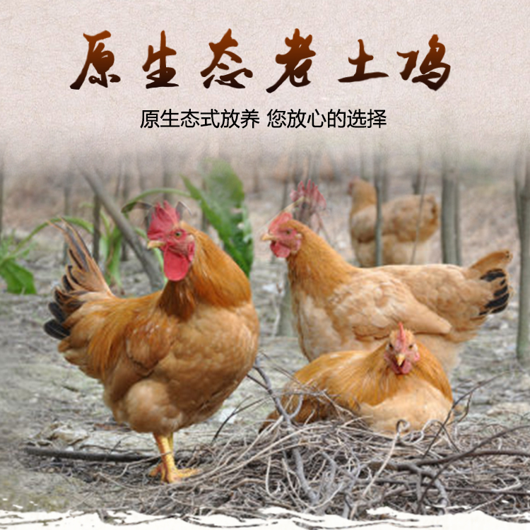 秦岭山农场老母鸡农家纯粮散养新鲜老柴草笨鸡