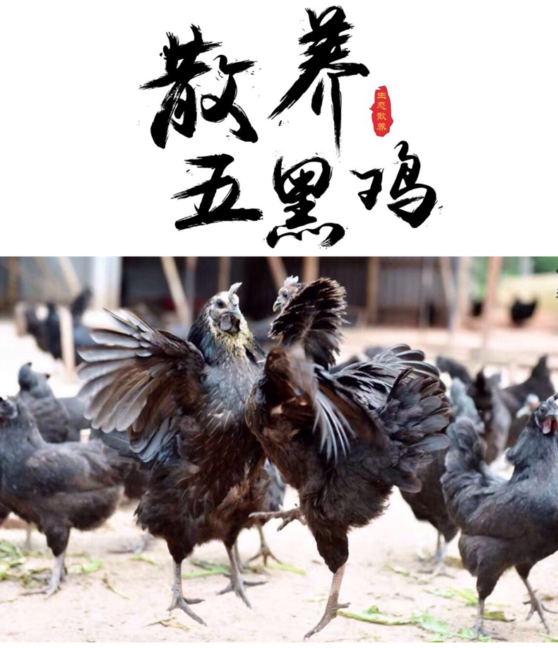 湿地农场散养五黑鸡生态放养鸡12月龄以上直播生长过程